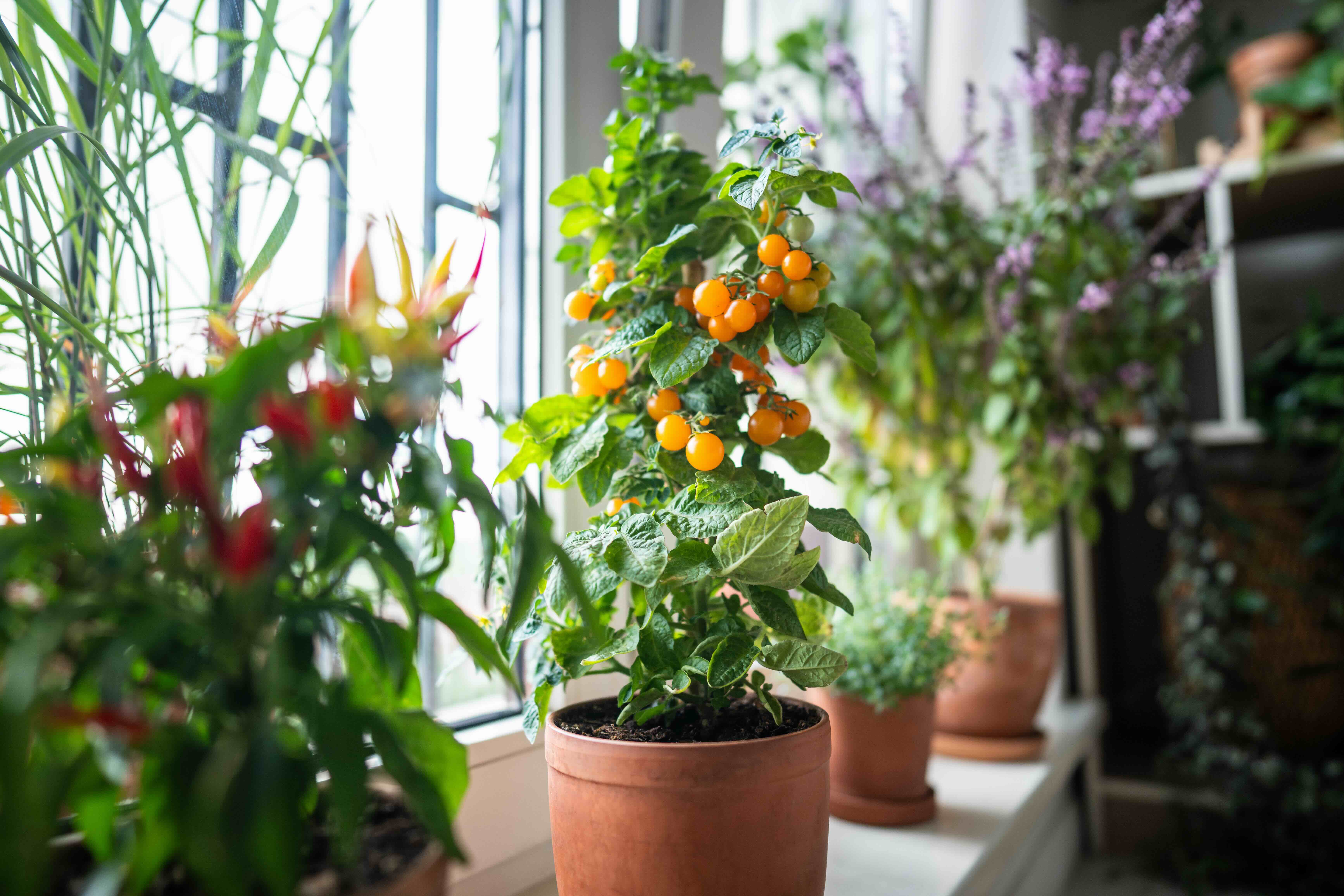 Container garden on an apartment window sill, thriving in natural sunlight with various plants and herbs.