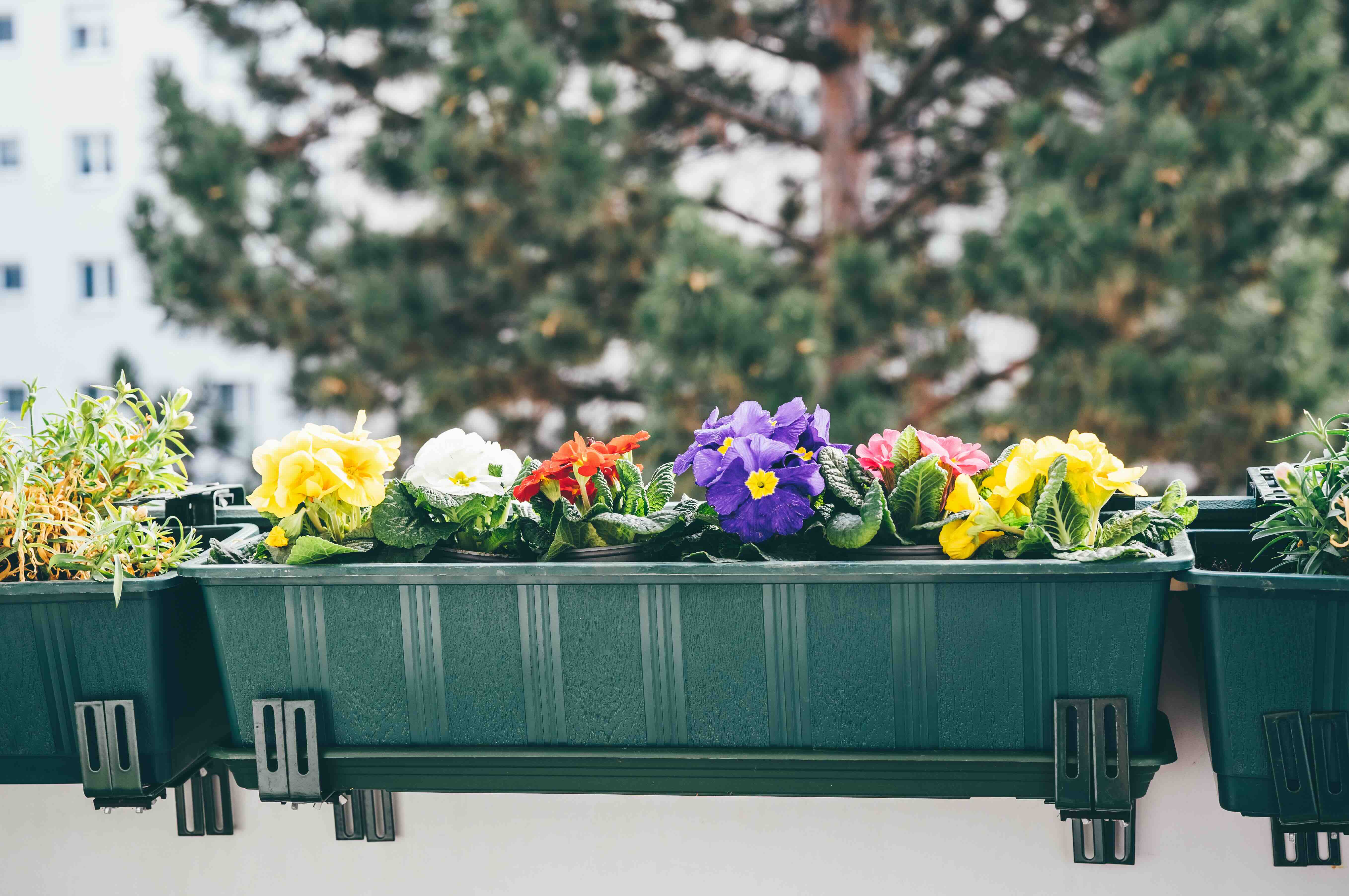 Vibrant primroses blooming on an apartment balcony, showcasing the beauty of springtime flowers in an urban setting.