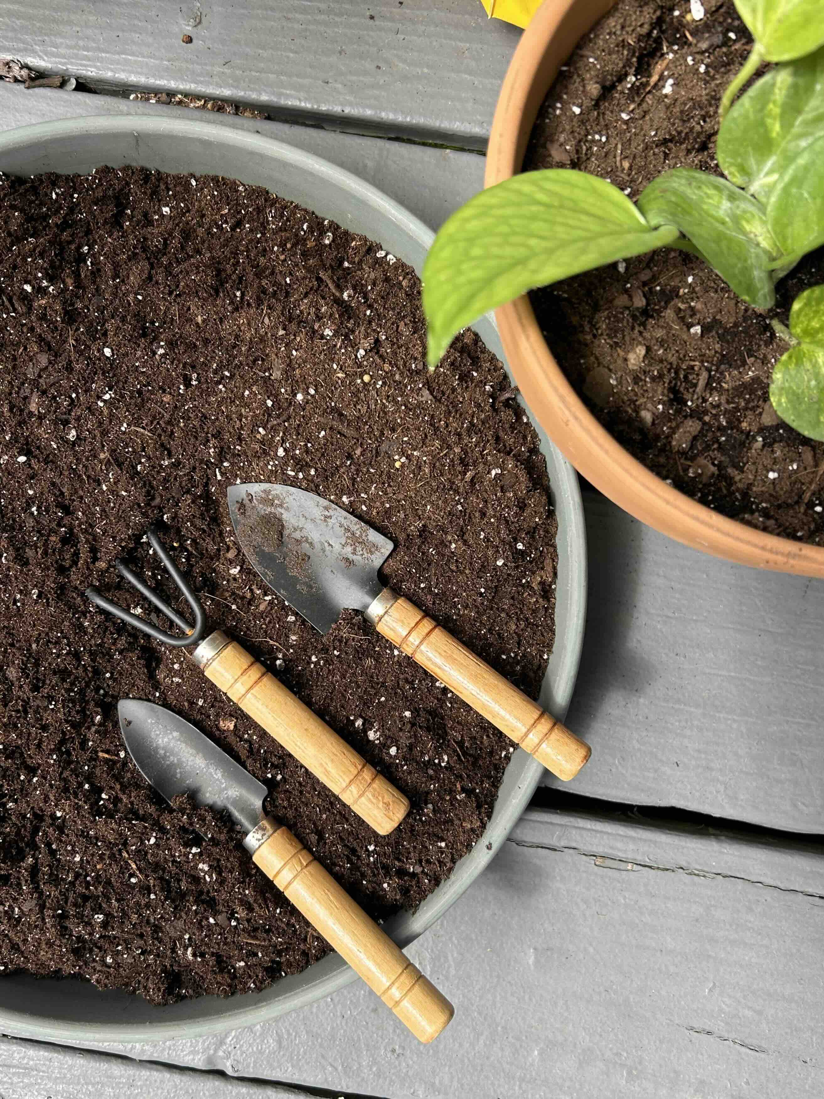 Gardening tools neatly arranged on soil in a potted plant, showcasing essential equipment for gardening enthusiasts.