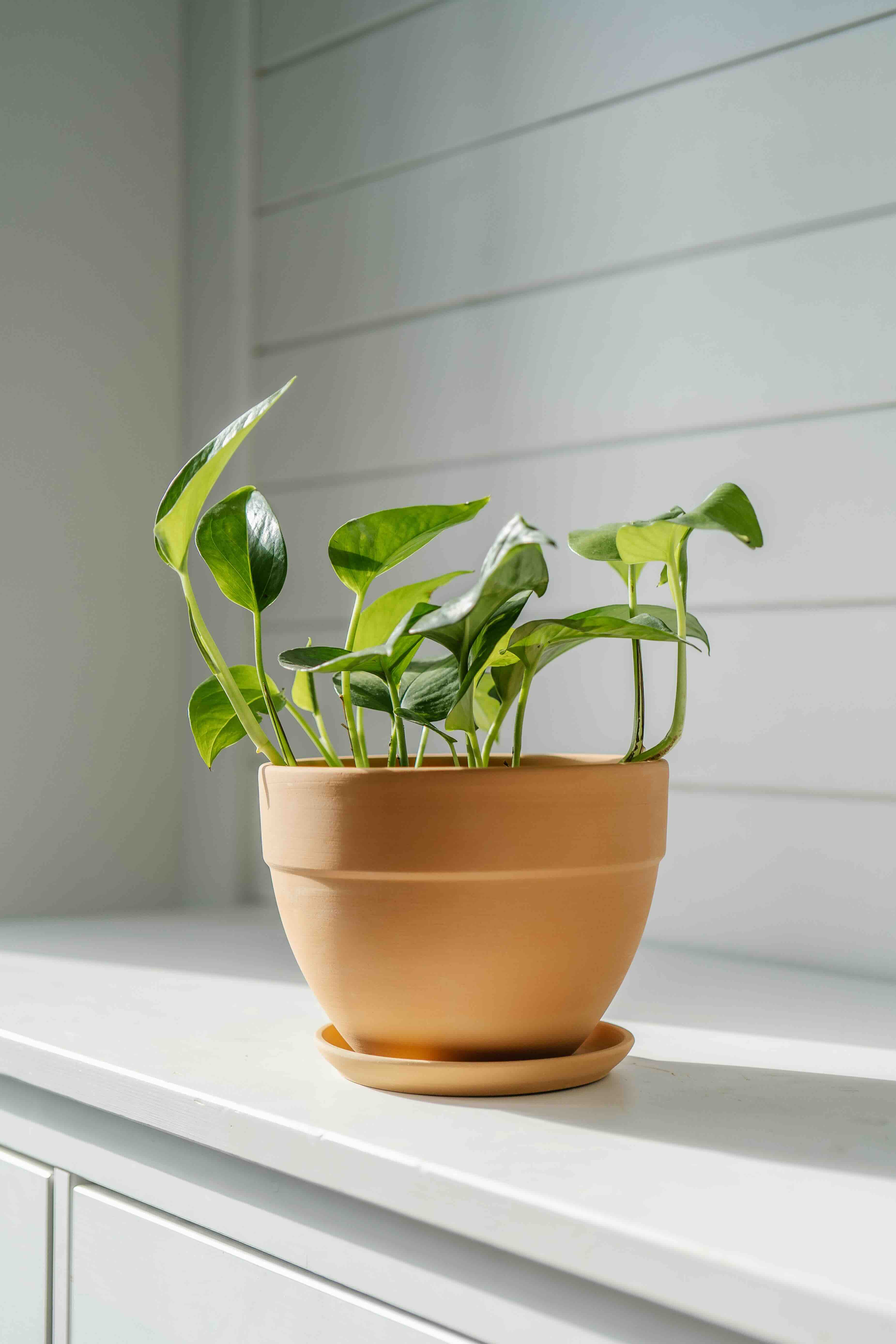 Terracotta flower pot and saucer placed on a white chest of drawers, adding a touch of warmth to the room's decor.