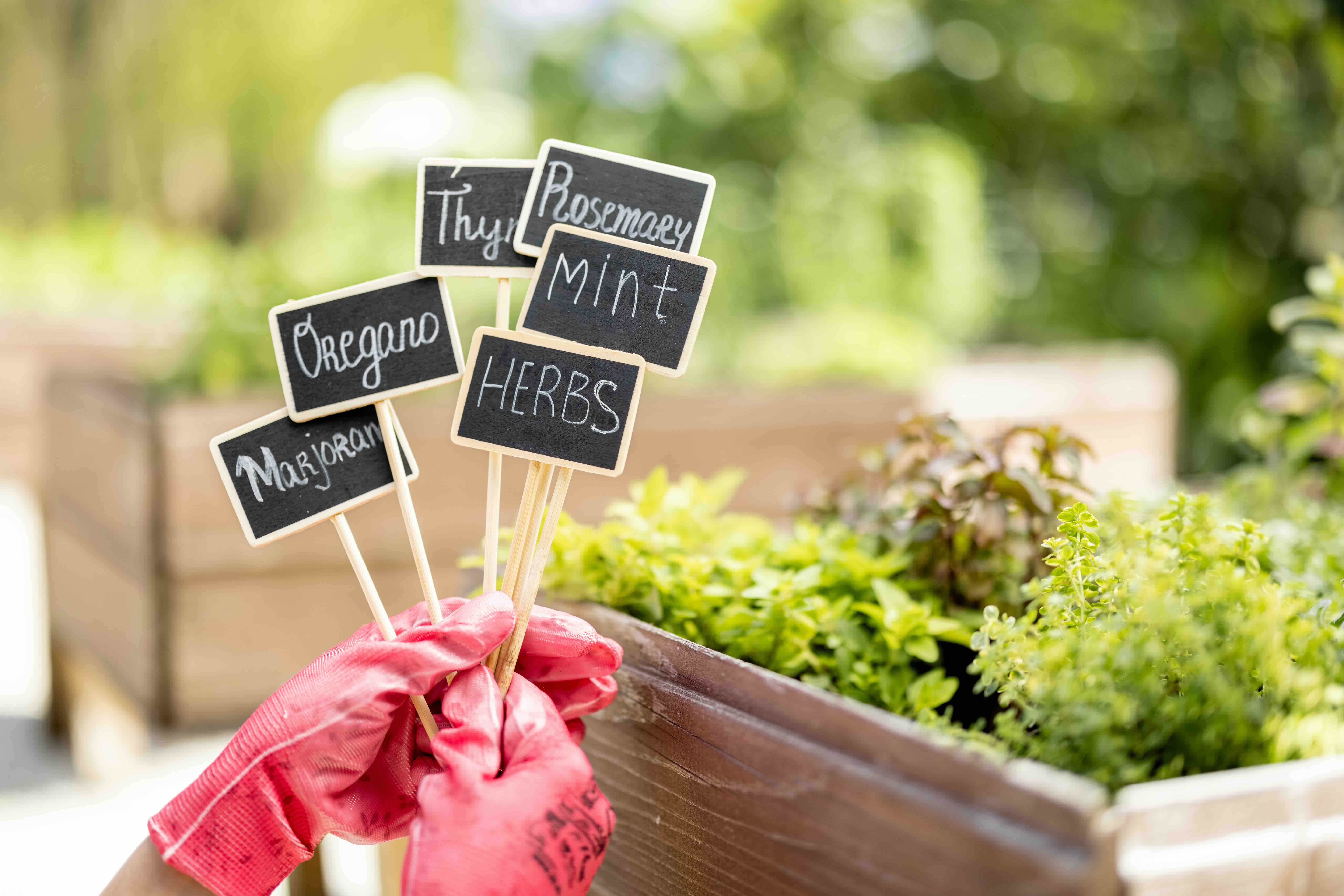 Hand holding wooden plant labels, showcasing gardening tools for labeling plants and enhancing garden organization.