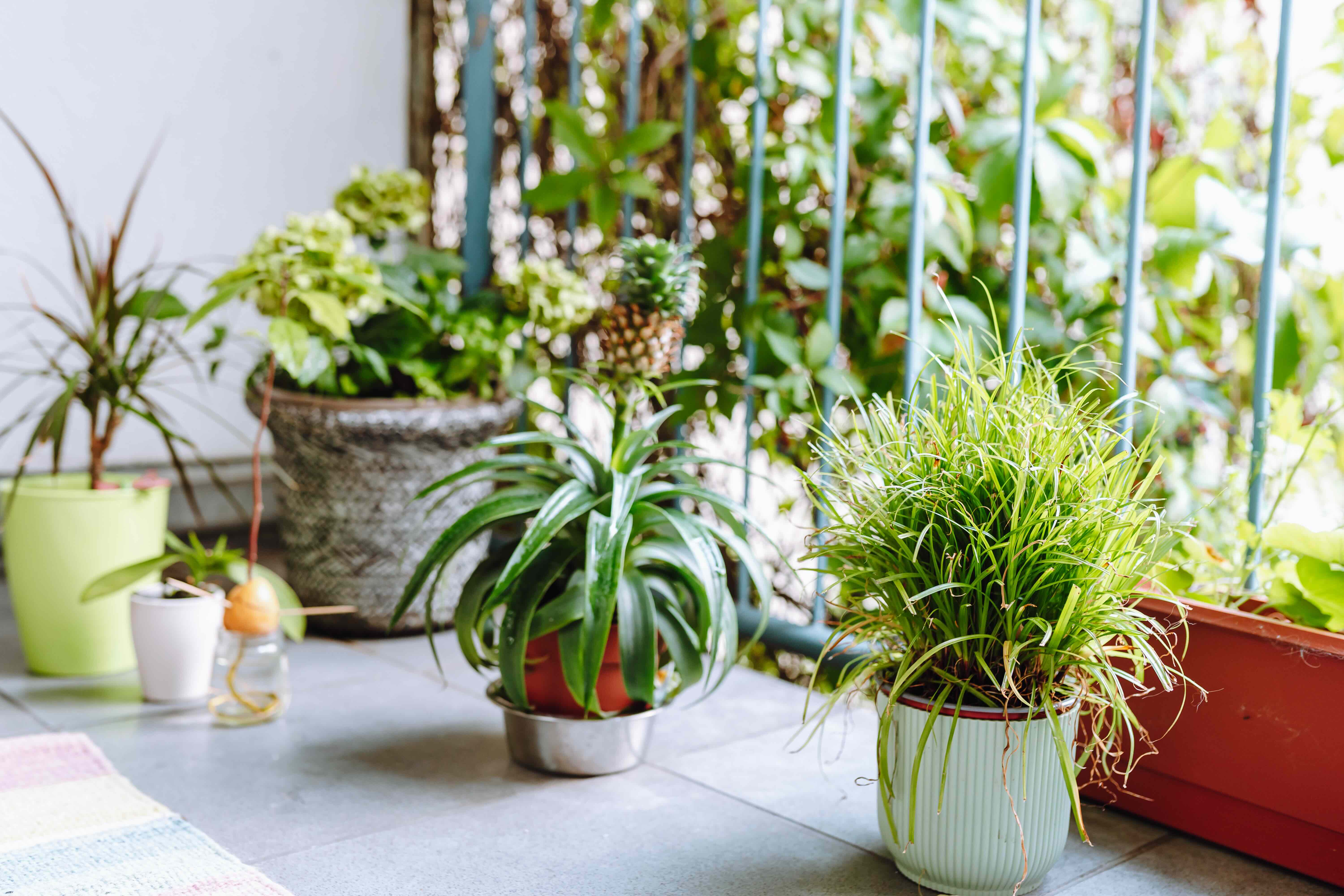 A vibrant array of potted plants thriving on a sunny apartment balcony during springtime, showcasing colorful flowers and greenery.