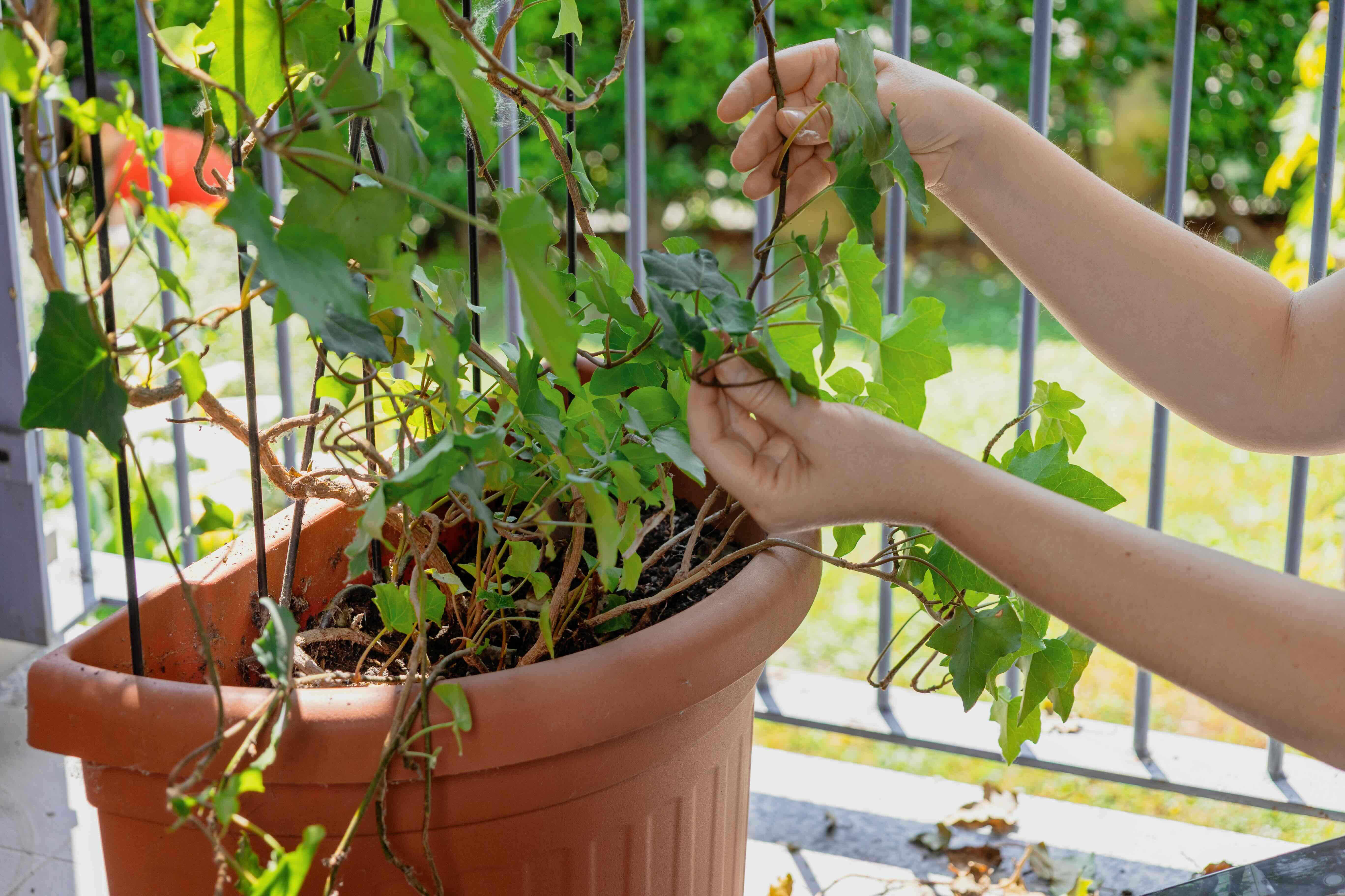 Woman gardener arranging ivy plants on an apartment balcony, showcasing her passion for urban gardening and greenery.